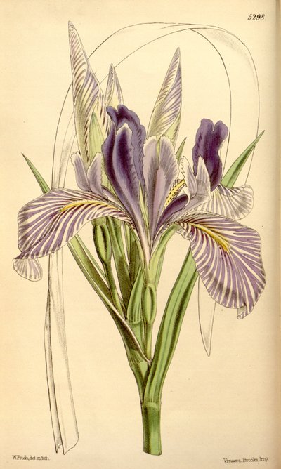 Iris longipetala von W.J.Hooker